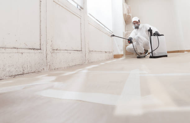 24/7 Emergency Basement Mold Remediation experts in Teterboro, NJ